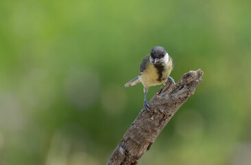 the great tit in the branch	