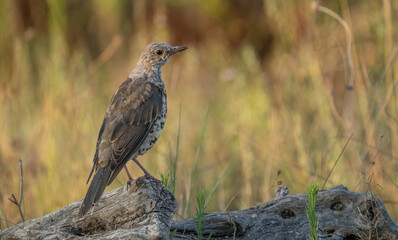 Mistle Thrush on the trunk