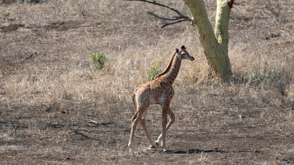 Baby giraffe walking alone in Kruger National Park in South Africa RSA