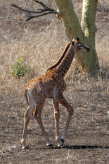 Small baby giraffe calf by itself in Kruger National Park in South Africa RSA