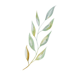 Watercolor eucalyptus twigs and leaves.Hand drawn eucalyptus twigs.For design and decoration.