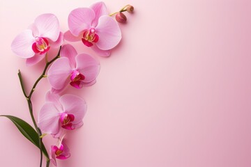 Plakat Frame made of beautiful orchids on pink background, with space for text, concept of Valentine Day, Mother Day, Women Day
