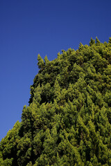 カイヅカイブキの木と青空