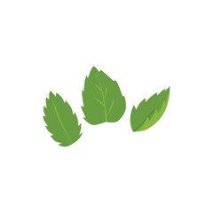 Mint leaves icon, fresh fragrant green peppermint, melissa, natural herbal tea foliage, vector botanical floral element