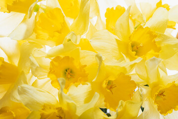 Obraz na płótnie Canvas Yellow flowers daffodils background. Bouquet of yellow narcissus or daffodil Greeting Card for Mothers Day, Birthday, March 8.