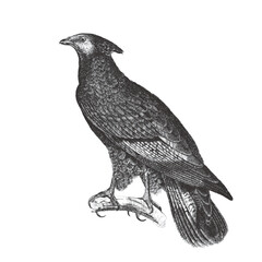 Fototapeta premium Crested honey buzzard (Pernis ptilorhynchus). Doodle sketch. Vintage vector illustration.