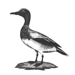 Wigeon. Doodle sketch. Vintage vector illustration.