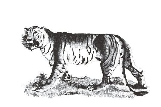 Tiger (Panthera tigris). Doodle sketch. Vintage vector illustration.