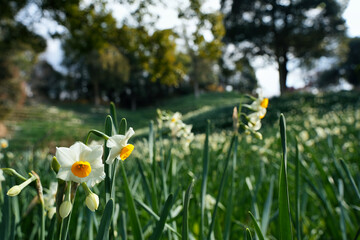 スイセンの花の穏やかな風景