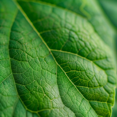 Green leaf texture