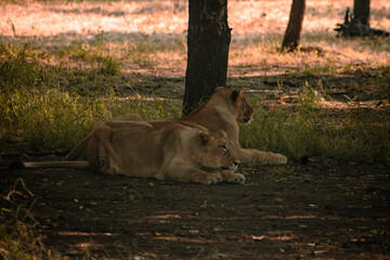 male lion in the grass