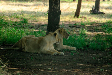 lion and lioness