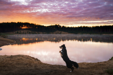Obraz na płótnie Canvas A Border Collie dog marvels at the dawn's early light by a tranquil lake, the forest reflecting in the still water
