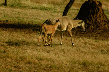 impala in the savannah