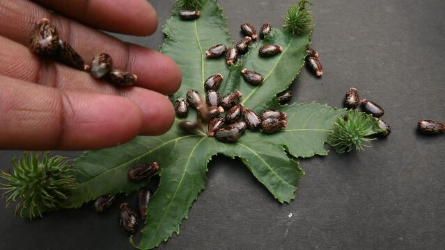 Castor seeds. Ricinus communis, the castor bean or palma christi is a species of&nbsp;perennial&nbsp;flowering plant&nbsp;in the&nbsp;spurge&nbsp;family. Many Ayurvedic medicines are made from its oil.
