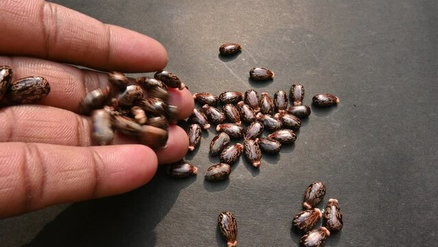 Castor seeds. Ricinus communis, the castor bean or palma christi is a species of&nbsp;perennial&nbsp;flowering plant&nbsp;in the&nbsp;spurge&nbsp;family. Many Ayurvedic medicines are made from its oil.
