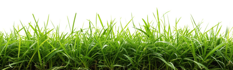 Green lush grass, cut out - stock png.