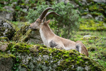Majestic Mountain Goat Resting on a Lush Green Mossy Rock