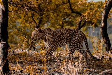 leopard in the tree