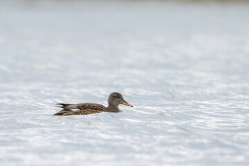 A female Gadwall swimming on a lake