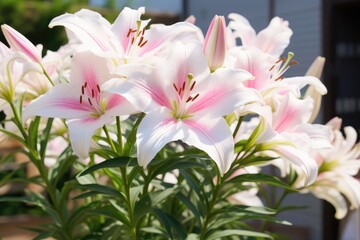Fototapeta premium Closeup Plant pink lily gardening white beauty nature flower green blossom blooming summer floral summer season nanture concept