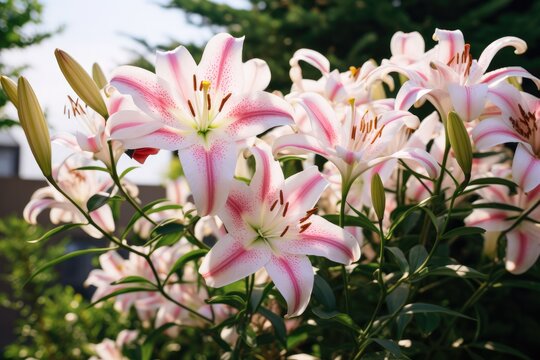 Closeup Plant pink lily gardening white beauty nature flower green blossom blooming summer floral summer season nanture concept