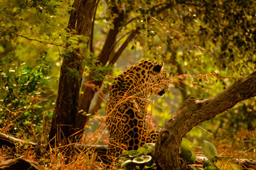leopard in tree