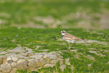 A Little Ringed Plover standing on the beach