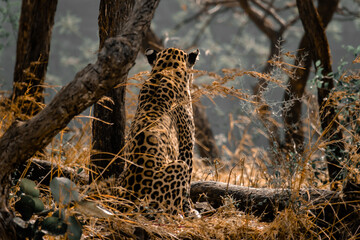 leopard in the tree