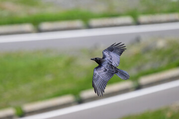 A northern raven in flight on a sunny day in summer