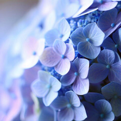 Blue Hydrangea flower bud in macro photography