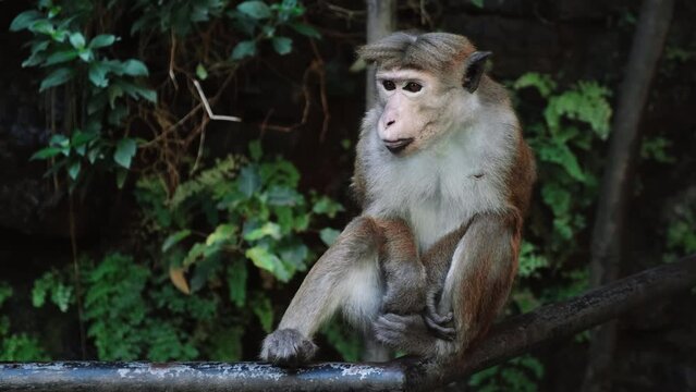Macaca sinica toque. Wild monkey sitting in jungle in Sri Lanka