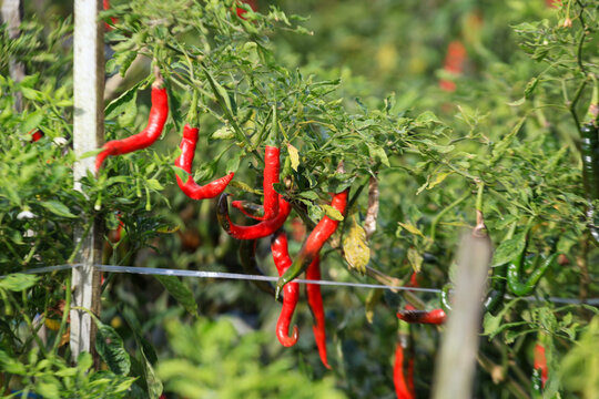 Red and green chilli on plant in the garden, stock photo