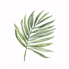  Areca Palm  leave of the plants in watercolor style Handawn illustration