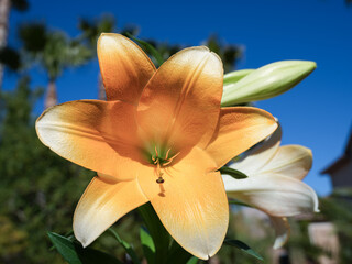 lily flower