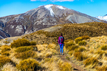 adventurous hiker girl on the way to the top of trig m, scenic peak in new zealand alps, near...
