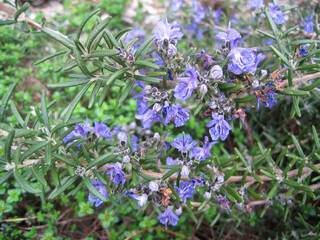 Blue Flower Rosemary