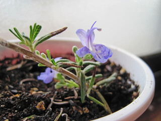 Blue Flower Rosemary