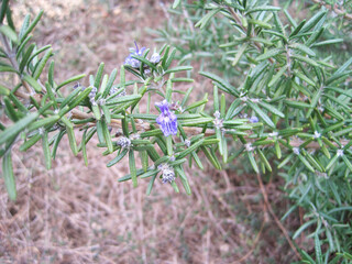 Blue Flower Rosemary