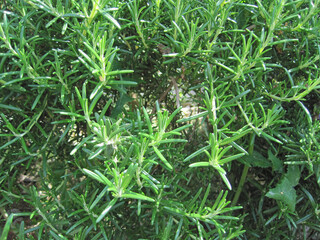 Rosemary