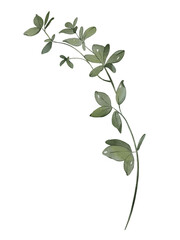 Watercolor green leaves