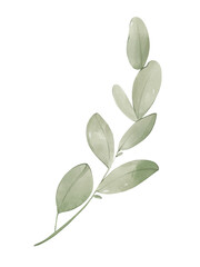 Obraz premium Watercolor eucalyptus