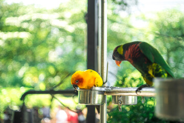 parrots are colorful, charming, the joy of birds.Cropped hand feeding rainbow lorikeet by...
