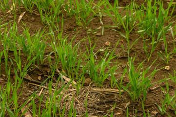 wheat sprouts on a field in winter in Cyprus 2