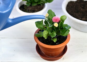 Watering of replanted pink flower daisy, Bellis perennis, home gardening. After transplanting it is necessary to water every plant. White table, high angle.