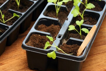 Planting of white kohlrabi seedlings  into reusable plastic tray on  wooden table. Sprouts of...