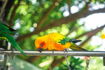 parrots are colorful, charming, the joy of birds.Cropped hand feeding rainbow lorikeet by...