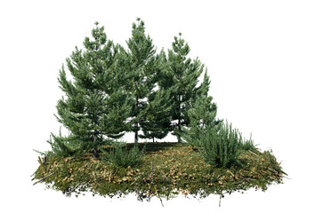 Round surface of Small Pine forest patch covered with flowers, green or dry grass isolated on transparent background. Realistic natural element for design. Bright 3d