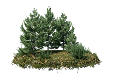 Round surface of Small Pine forest patch covered with flowers, green or dry grass isolated on transparent background. Realistic natural element for design. Bright 3d