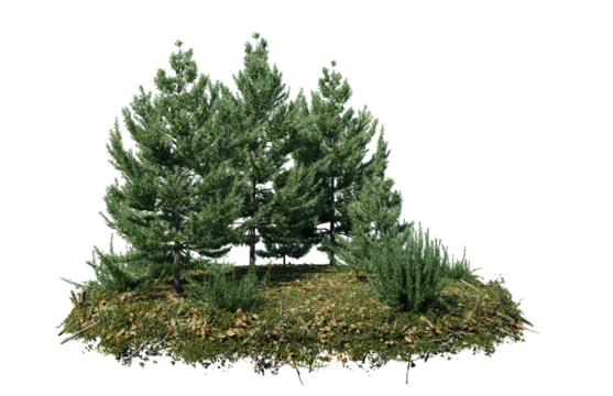 Round surface of Small Pine forest patch covered with flowers, green or dry grass isolated on transparent background. Realistic natural element for design. Bright 3d